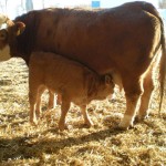 CEN Miss Nancy 534N  2014 Heifer  Born Feb, 1   Sire:  Bar None Mainstream