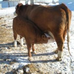 Simmeron Royale 1R   2014   Heifer calf Sire: Kaschmire  Born Jan. 5.