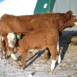 Simmeron Miss Royale 1R  
2014 Heifer calf Sire: Kaschmir Born Jan. 5